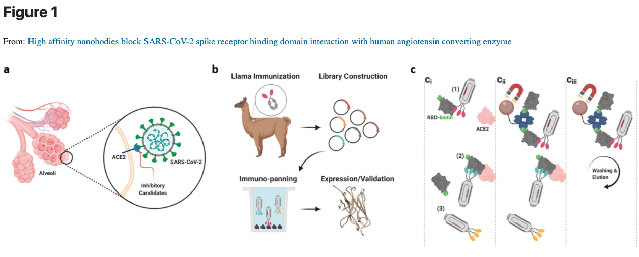 Cormac the Llama's Antibodies May Prevent and Detect COVID19 HJF